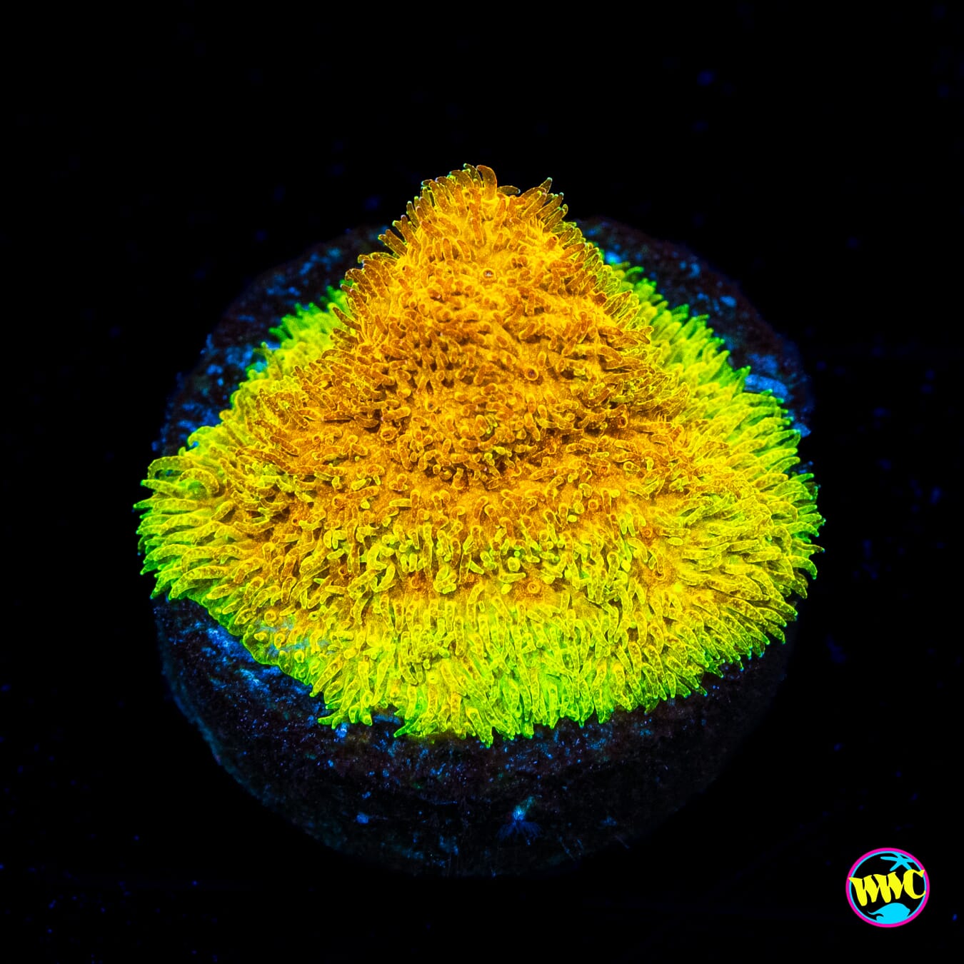 TG Watermelon Psammocora - Actinic Photo