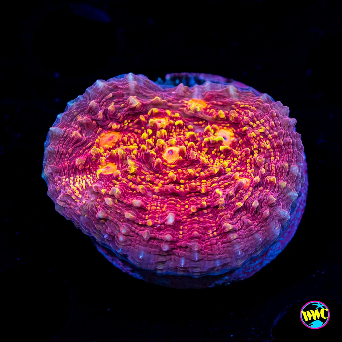 Jason Fox Goldmeister Chalice - Actinic Photo