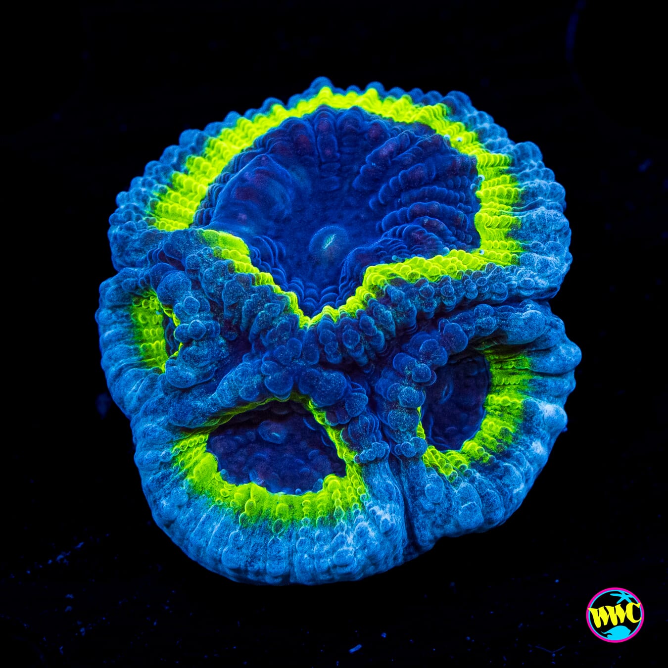 PPE Favia - Actinic Photo