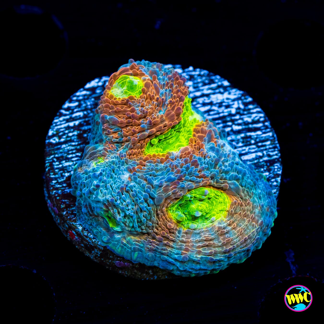 WWC Earthbound Echinata - Actinic Photo