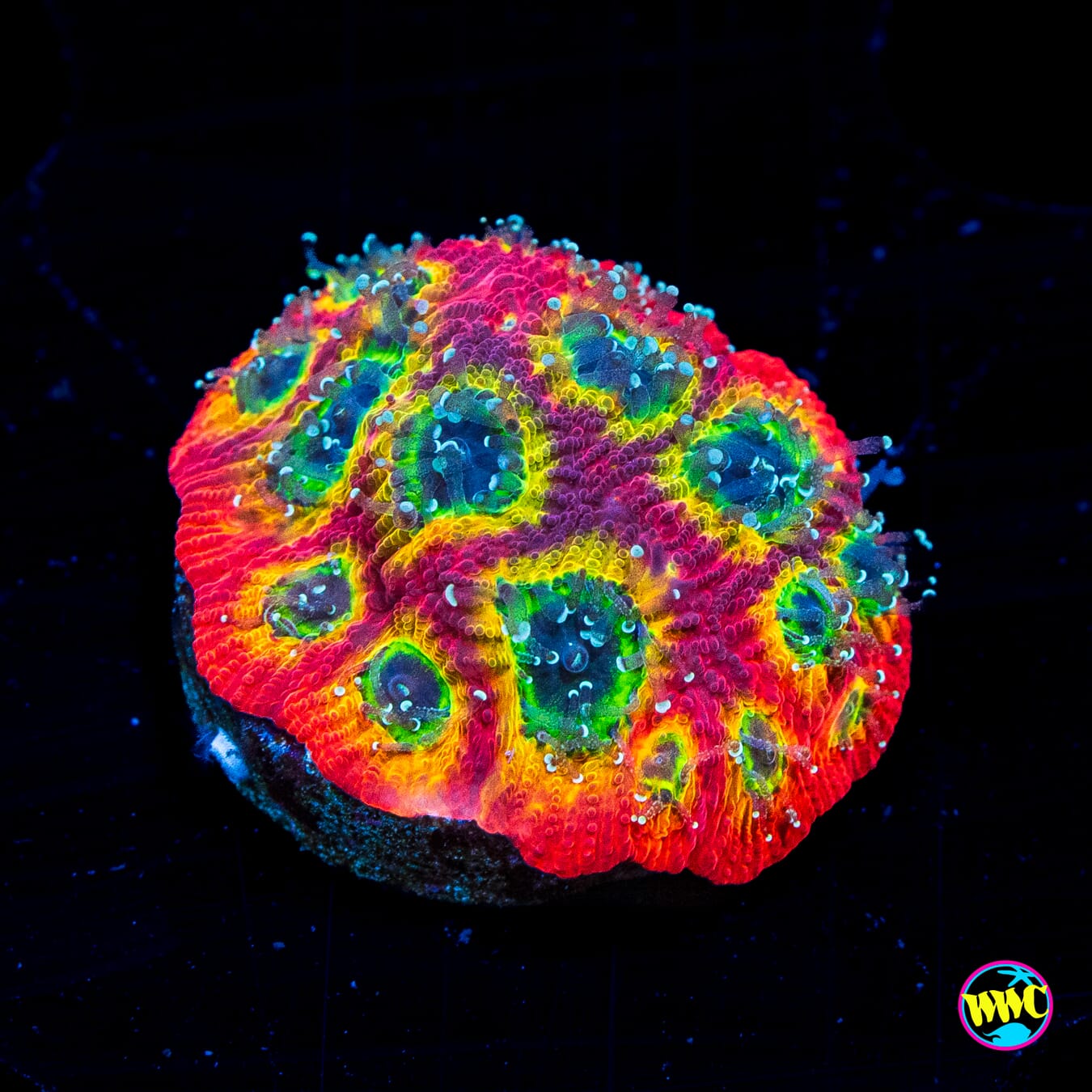 Jason Fox Sector 001 Favites - Actinic Photo