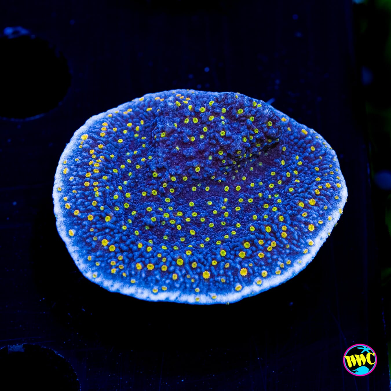 WWC Golden Lantern Montipora - Actinic Photo