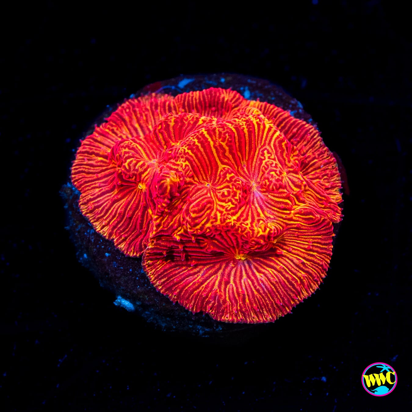 WWC Firebird Leptoseris - Actinic Photo