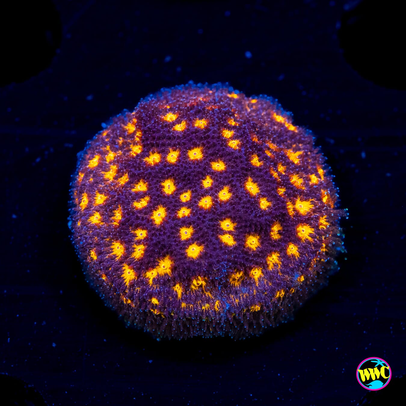 Jason Fox Outer Space Psammocora - Actinic Photo