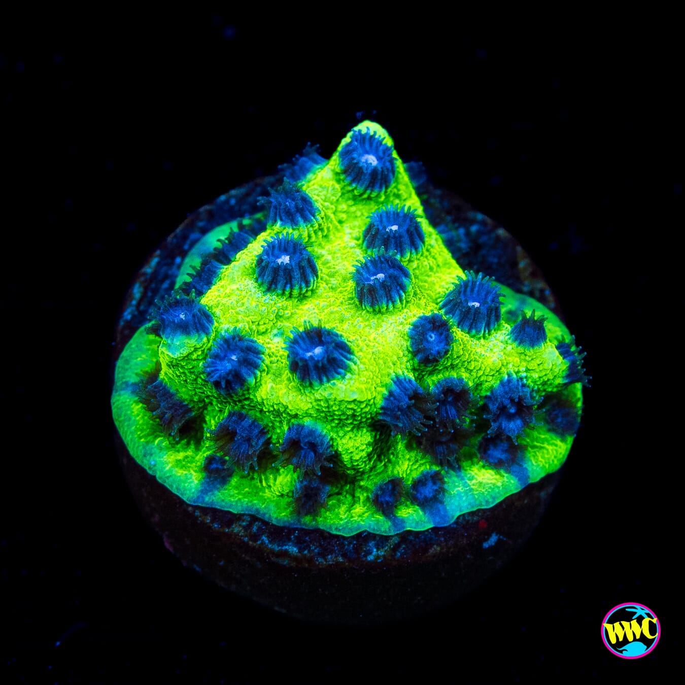 Jason Fox Master PPE Cyphastrea - Actinic Photo