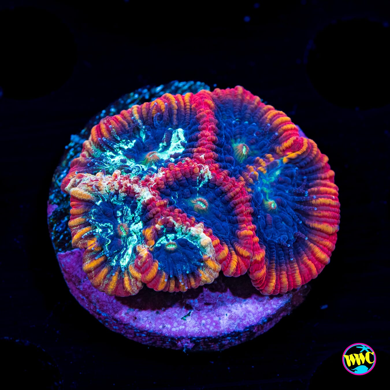 WWC Ms Marvel Favia - Actinic Photo