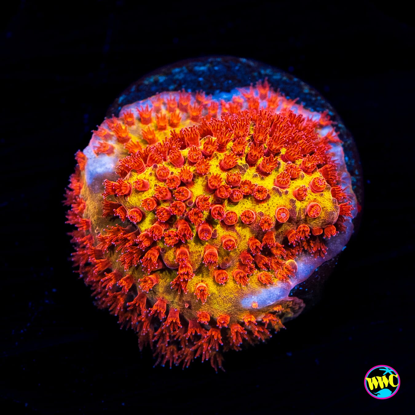 Jason Fox Burning Banana Stylocoeniella - Actinic Photo