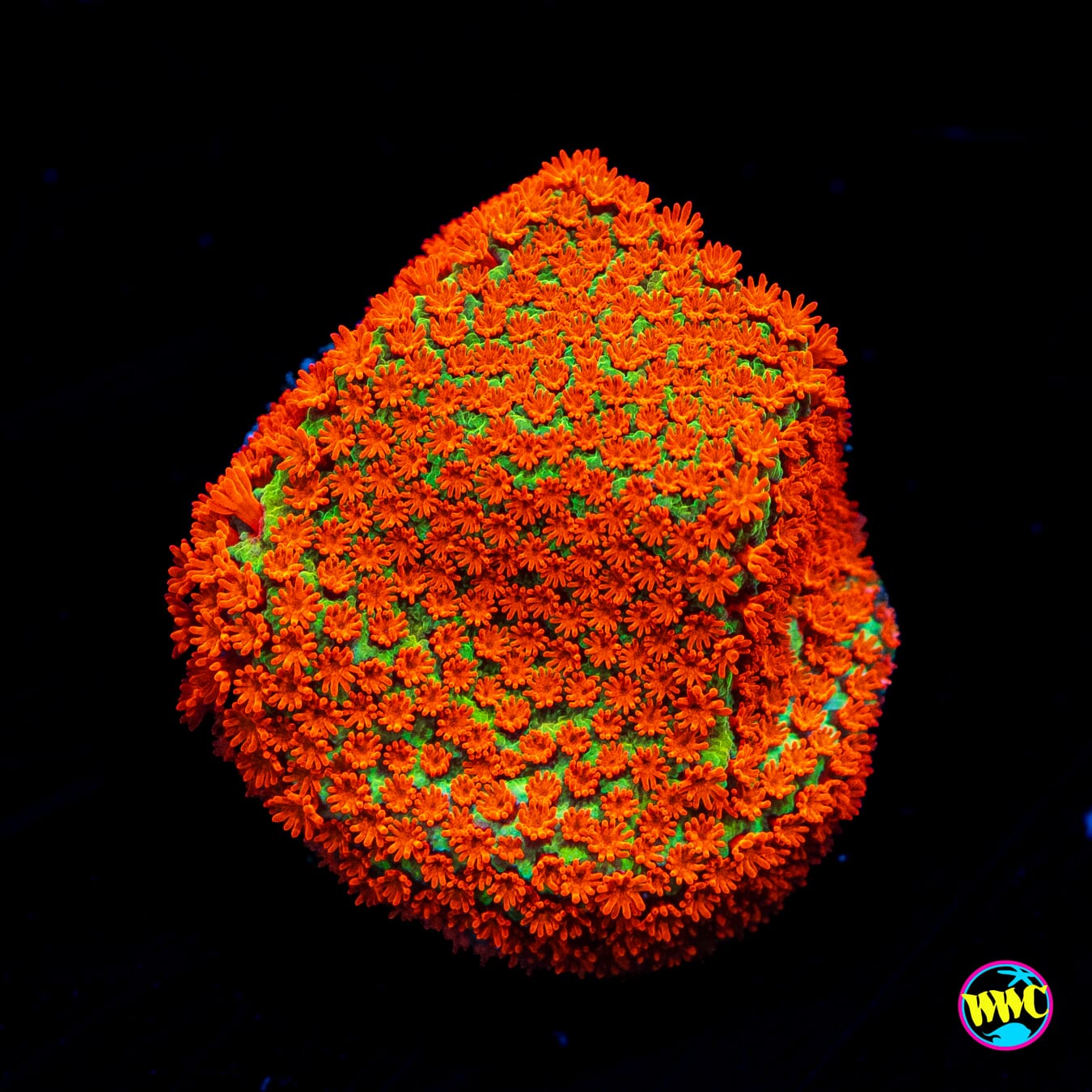 Forest Fire Digitata Montipora - Actinic Photo