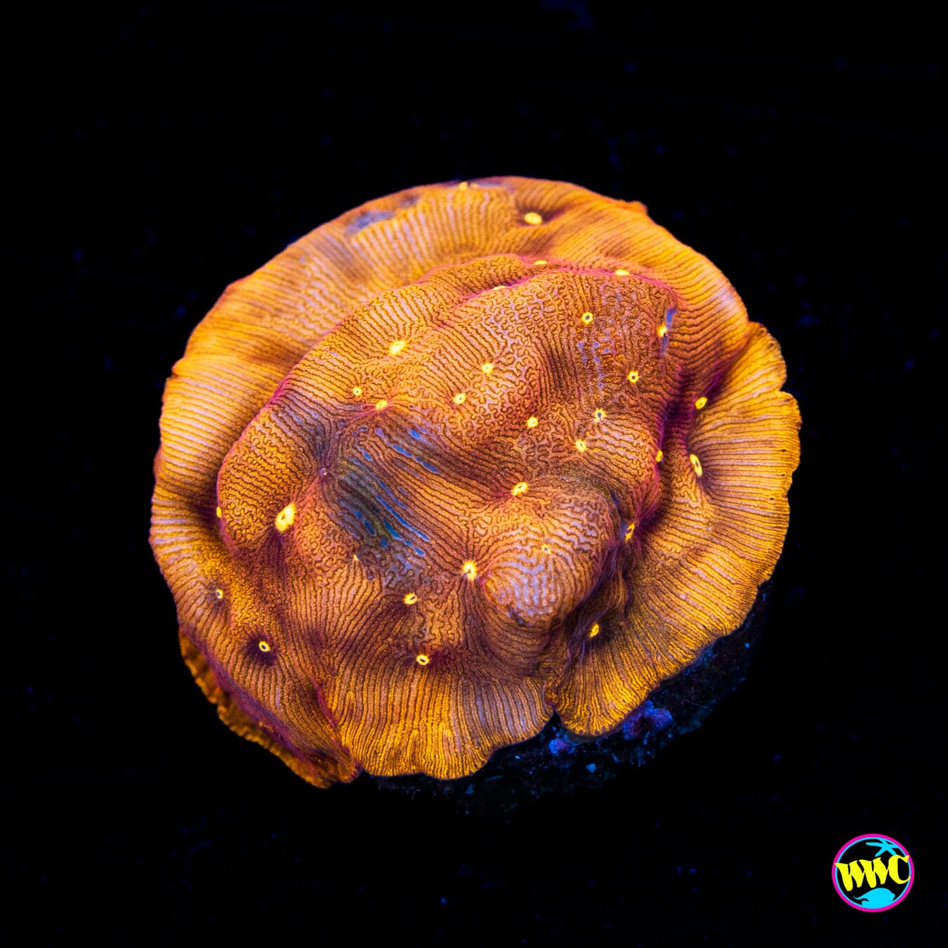 Jason Fox Sun God Leptoseris - Actinic Photo