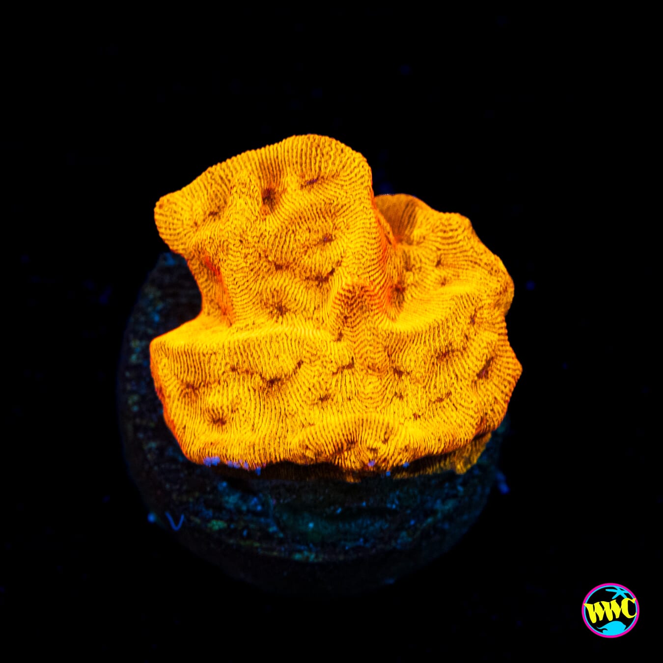 CC Tangerine Juice Leptoseris - Actinic Photo