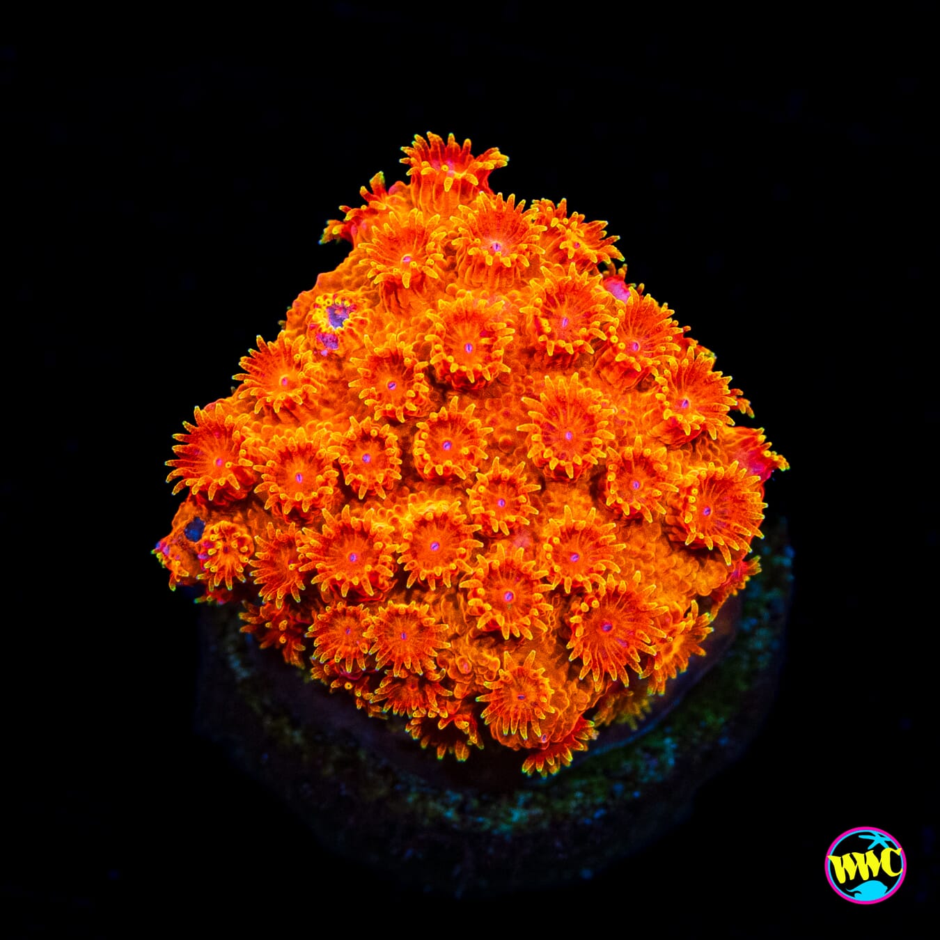 WWC Hi-Cee Cyphastrea - Actinic Photo