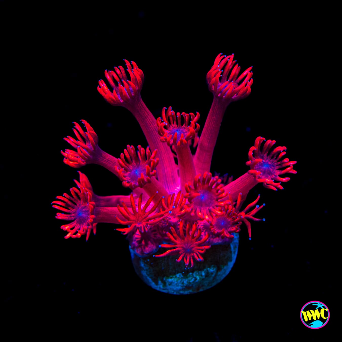 Ragin Rojo Goniopora - Actinic Photo