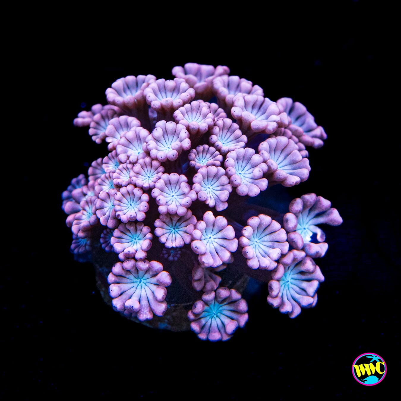 Rose Hologram Alveopora - Actinic Photo