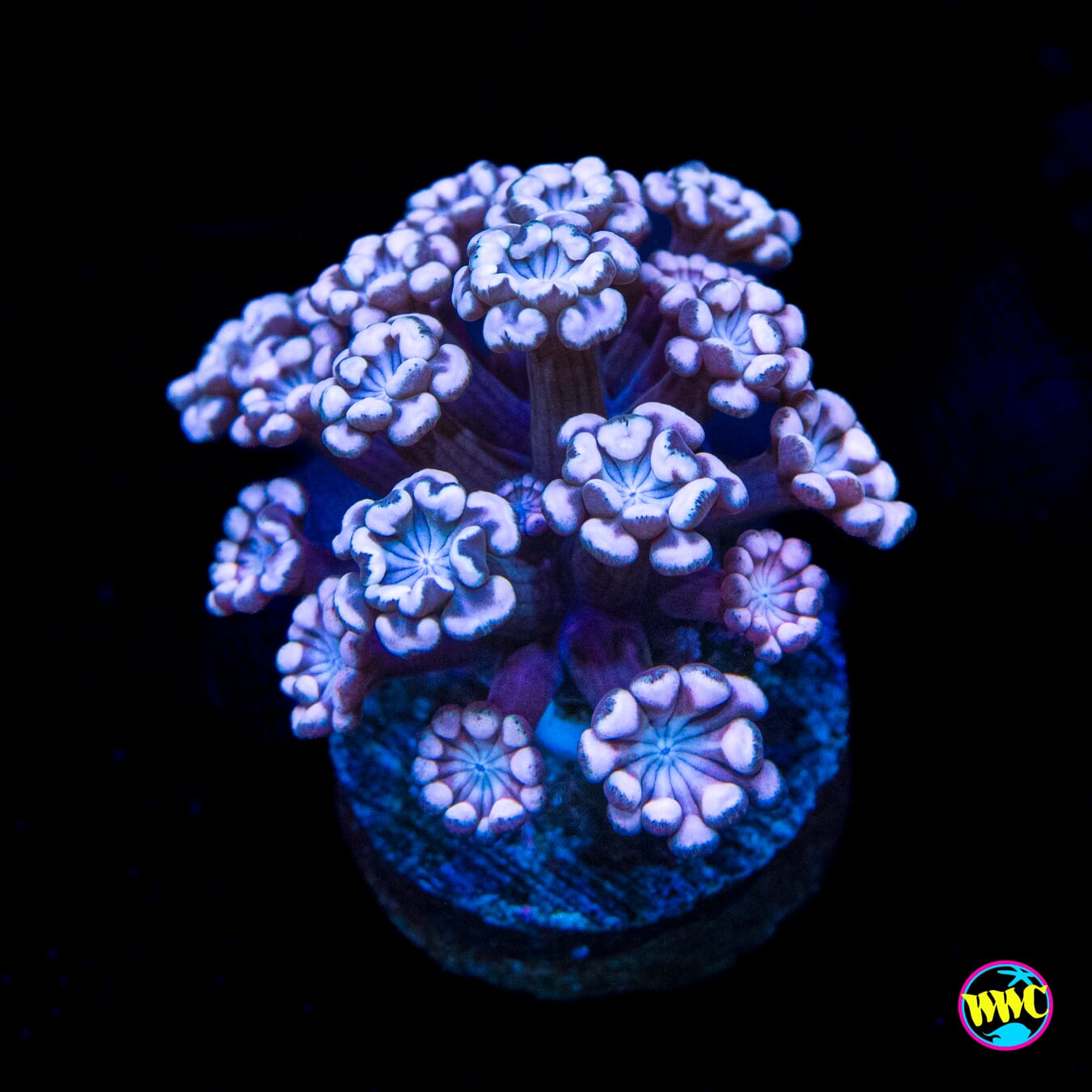 I Love Lavender Alveopora - Actinic Photo