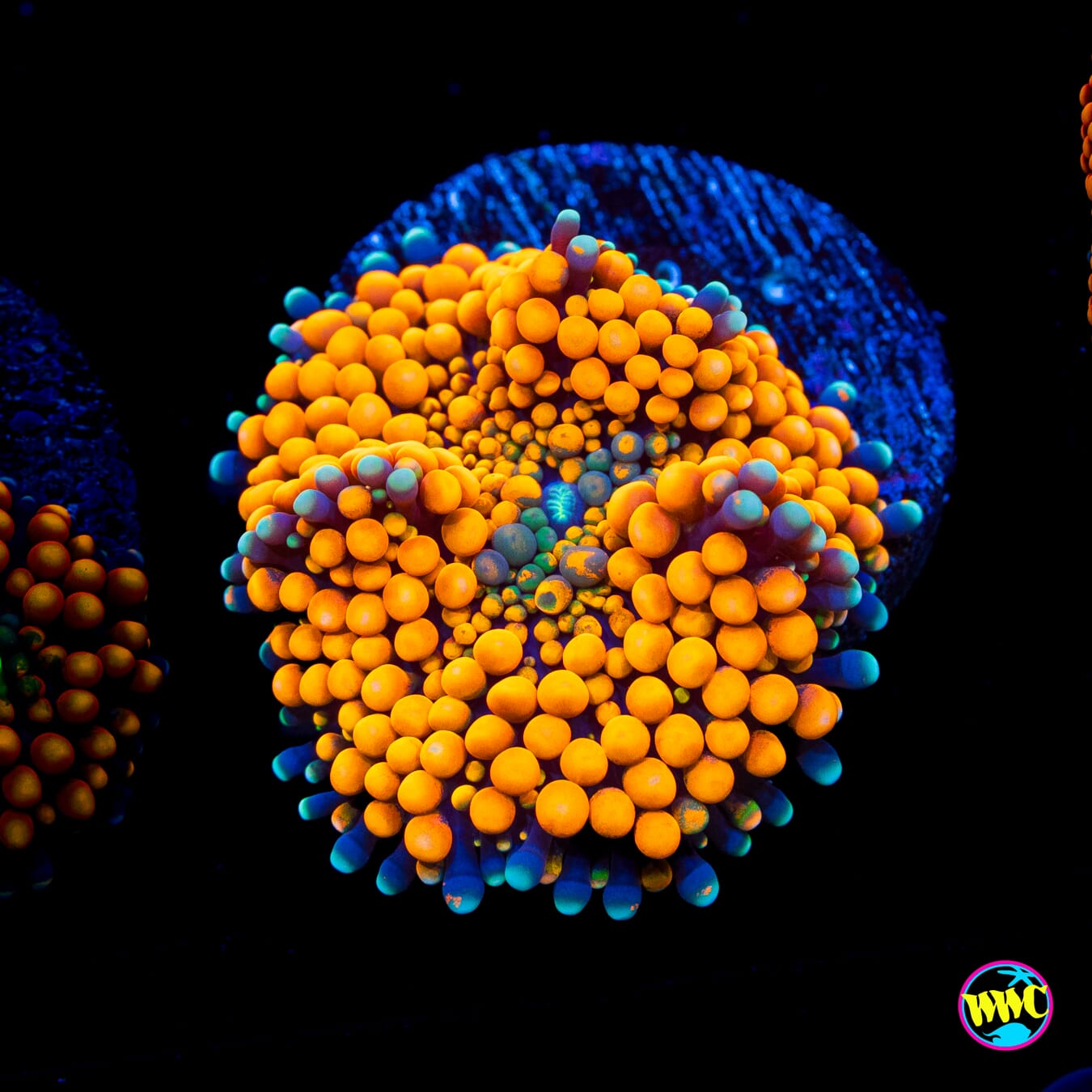 Citrus Grove Ricordea Mushroom - Actinic Photo