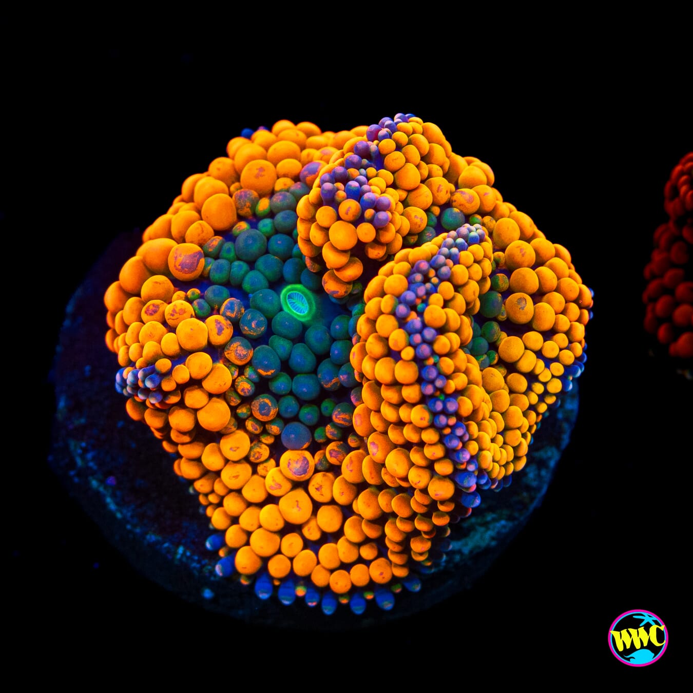 Tangerine Tye Dye Ricordea Mushroom - Actinic Photo