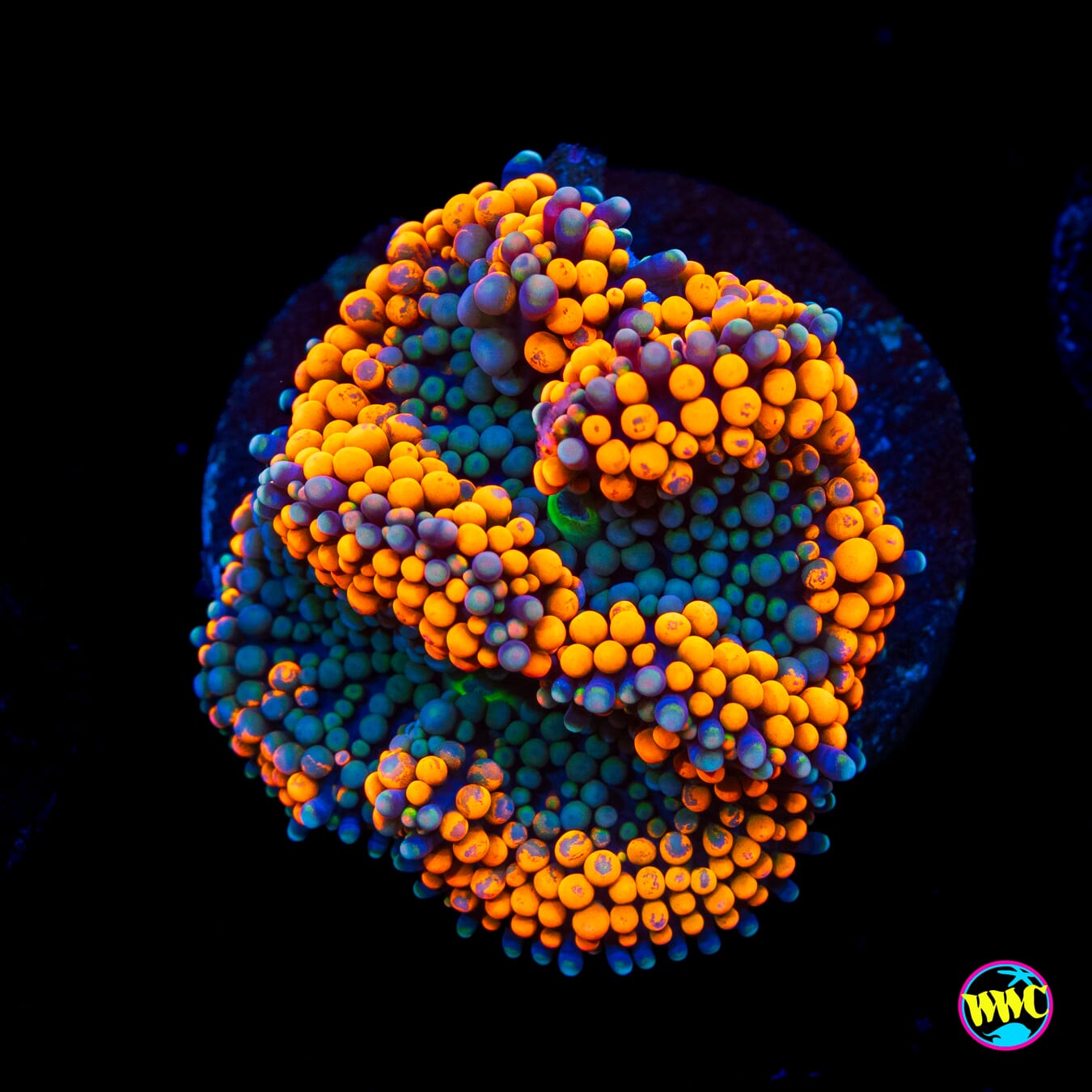 Nectarino Ricordea Mushroom - Actinic Photo