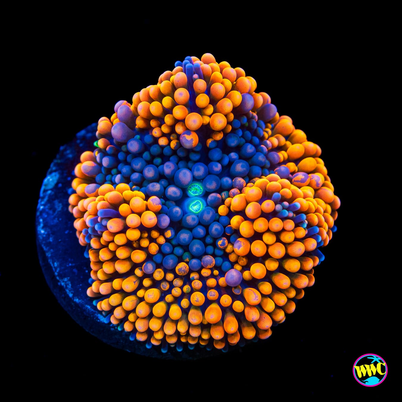 Blueberry Blast Ricordea Mushroom - Actinic Photo