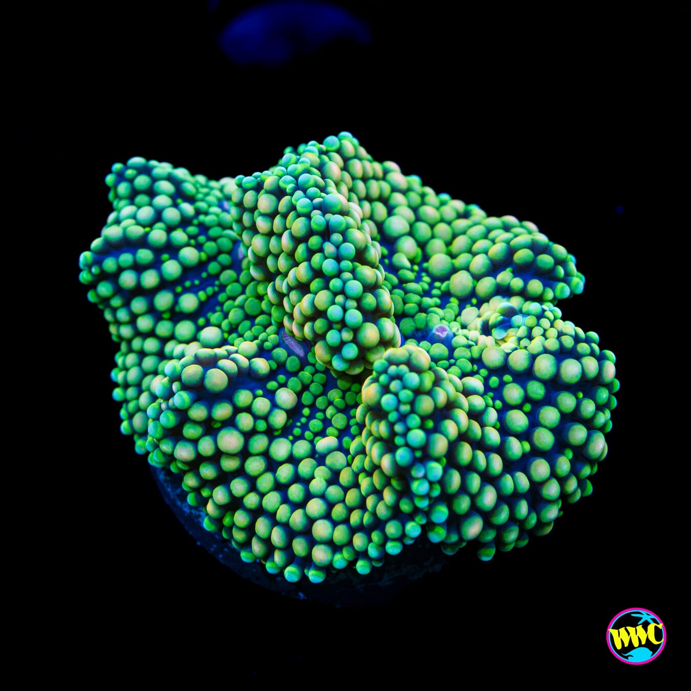 Lime Willy Ricordea Mushroom - Actinic Photo