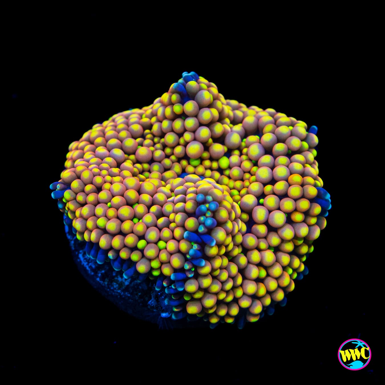 Peachy King Ricordea Mushroom - Actinic Photo