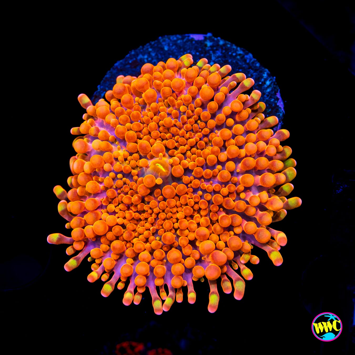 Headless Horseman Yuma Mushroom - Actinic Photo