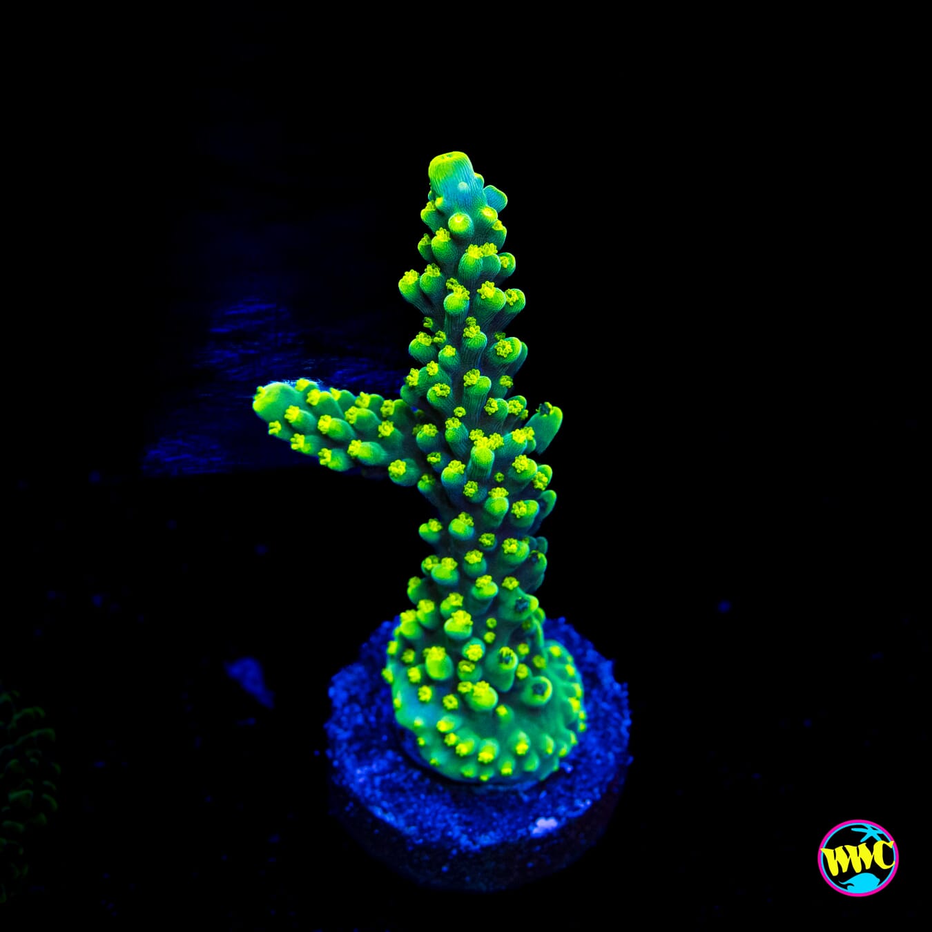 WWC Solomon Split Acropora - Actinic Photo