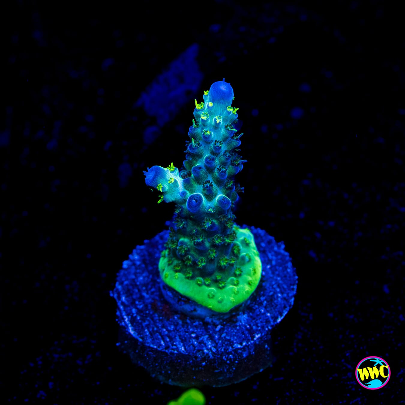 WWC Black Widow Baby Acropora - Actinic Photo