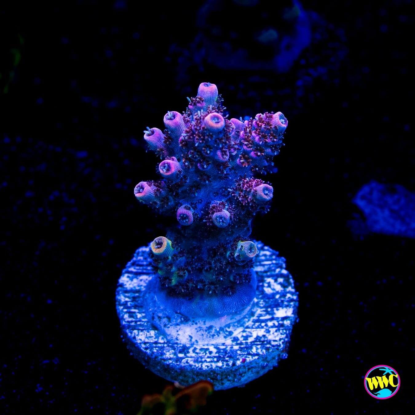 WWC Razzle Dazzle Acropora - Actinic Photo