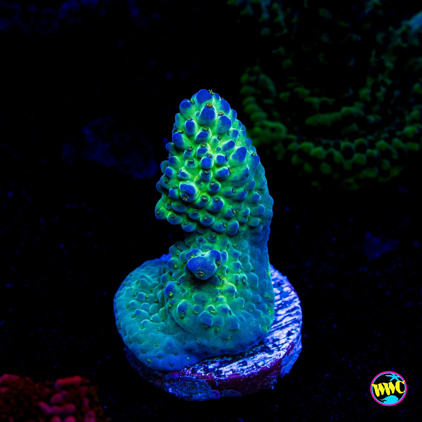 JKR Rainbow Acropora - Actinic Photo