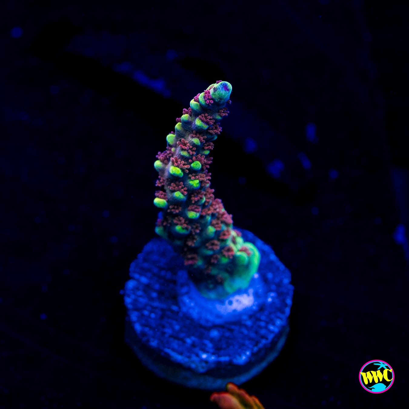 WWC Purple Dragona Acropora - Actinic Photo