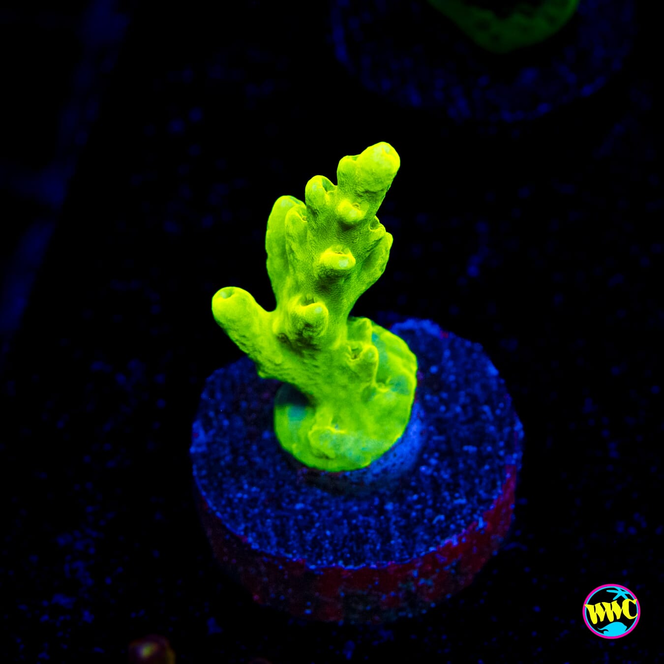 WWC Groguz Acropora - Actinic Photo