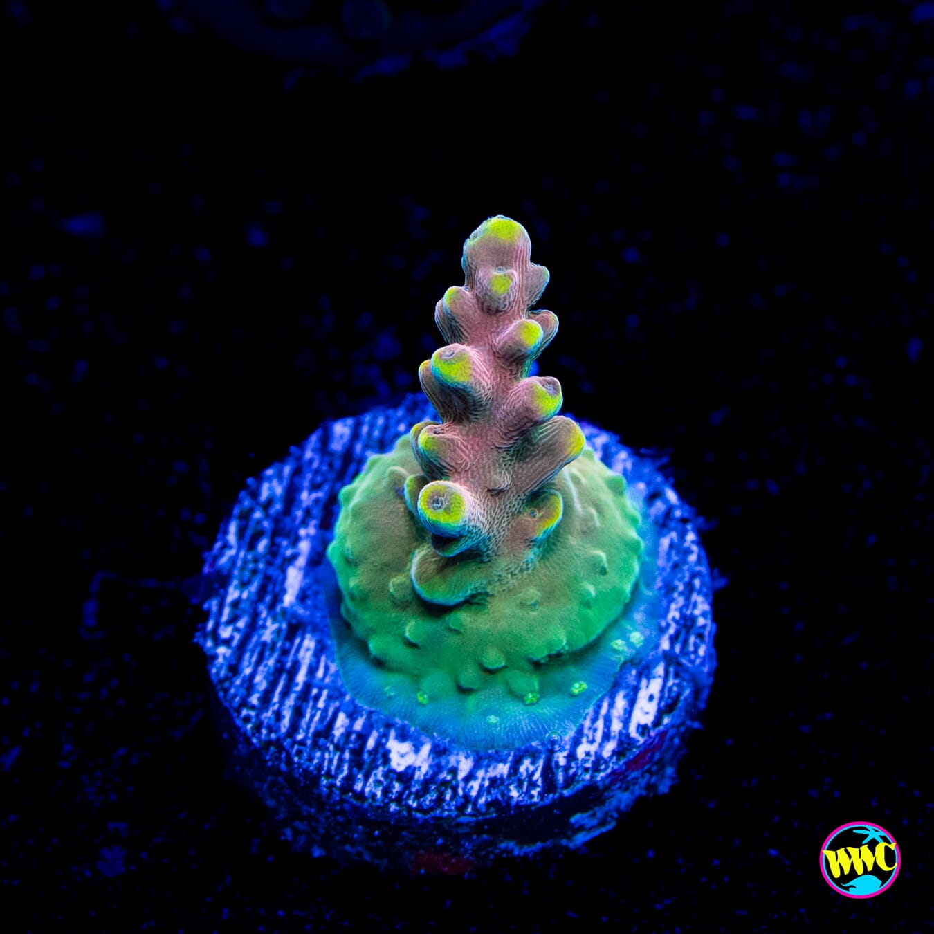 WWC Lady Liberty Acropora - Actinic Photo