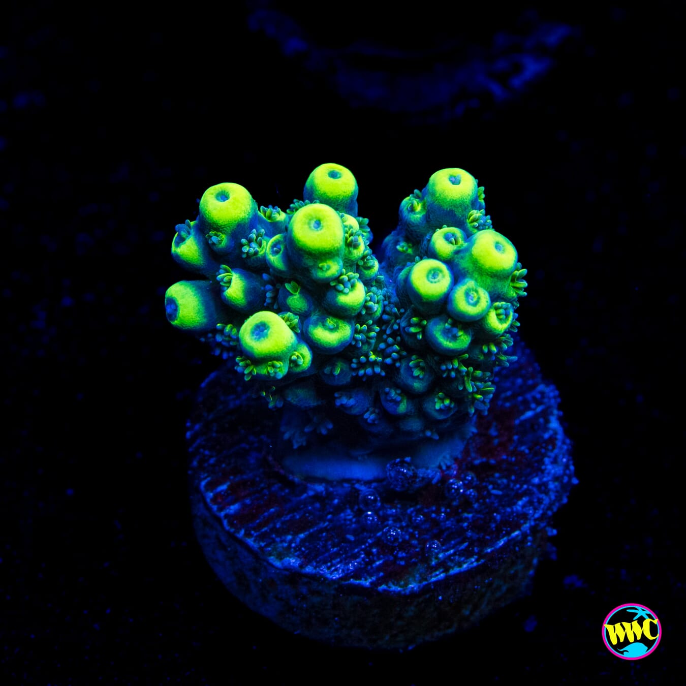 WWC Shark Bite Acropora - Actinic Photo