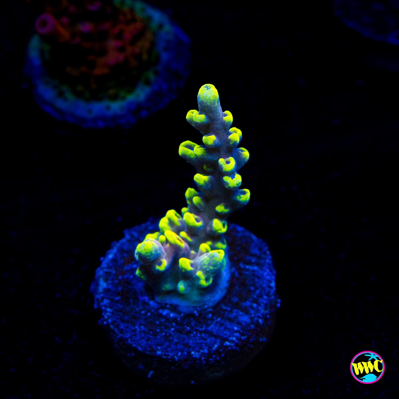 WWC Kobe Bean Acropora - Actinic Photo
