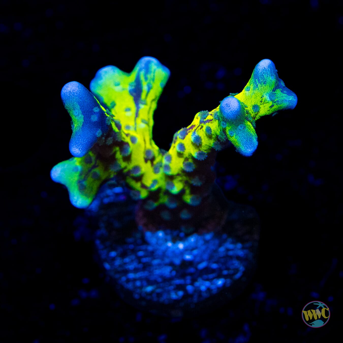 Golden Rod Grafted Anacropora - Daylight Photo