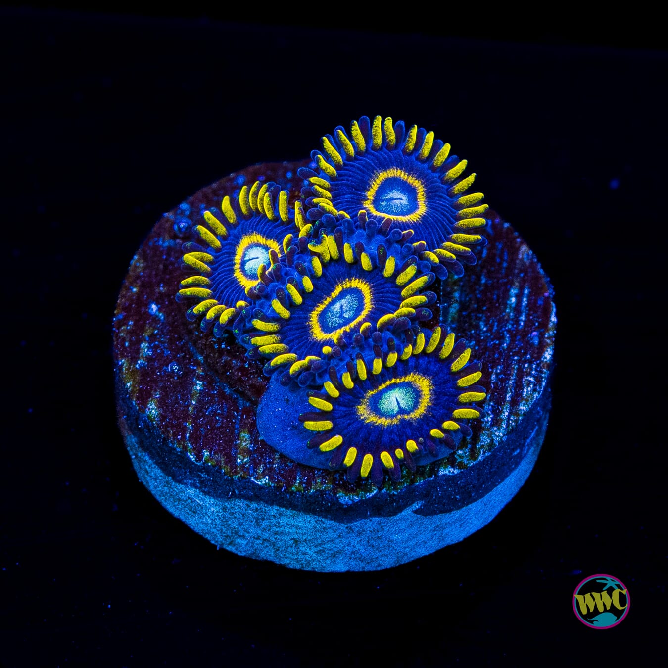 Blue Hornet Zoanthids - Actinic Photo