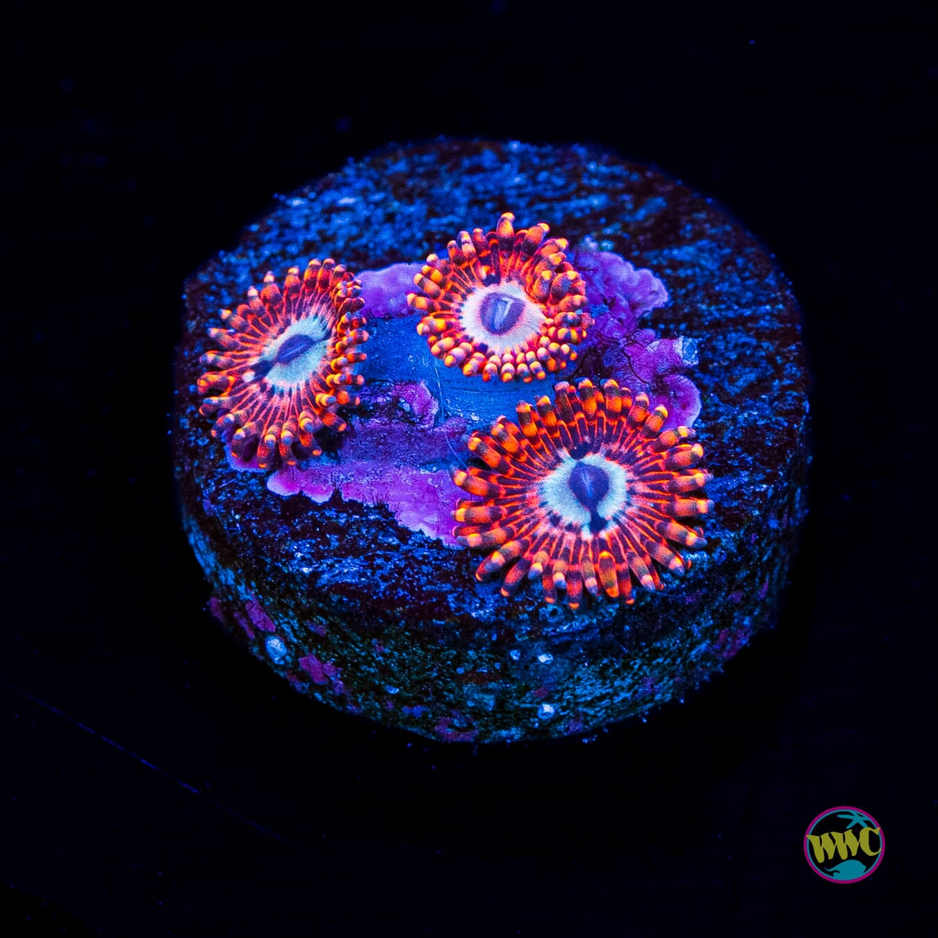 Utter Peace Zoanthids - Actinic Photo