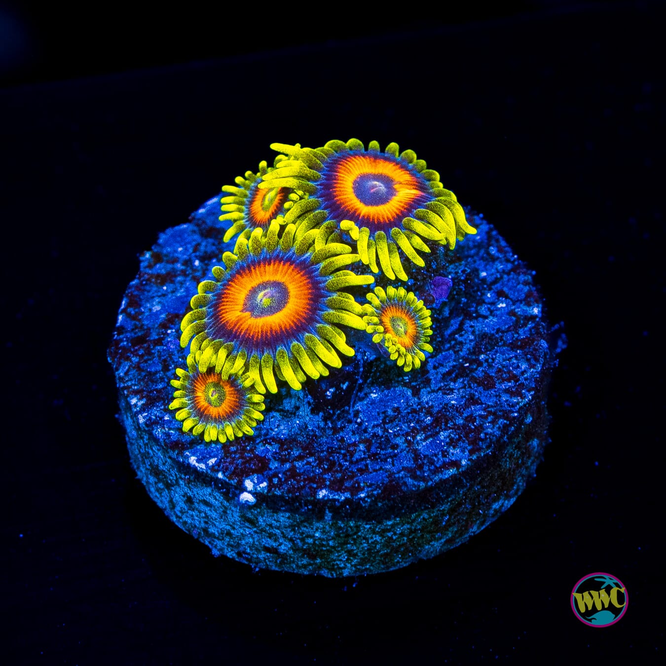 WWC WIldflower Zoanthids - Actinic Photo