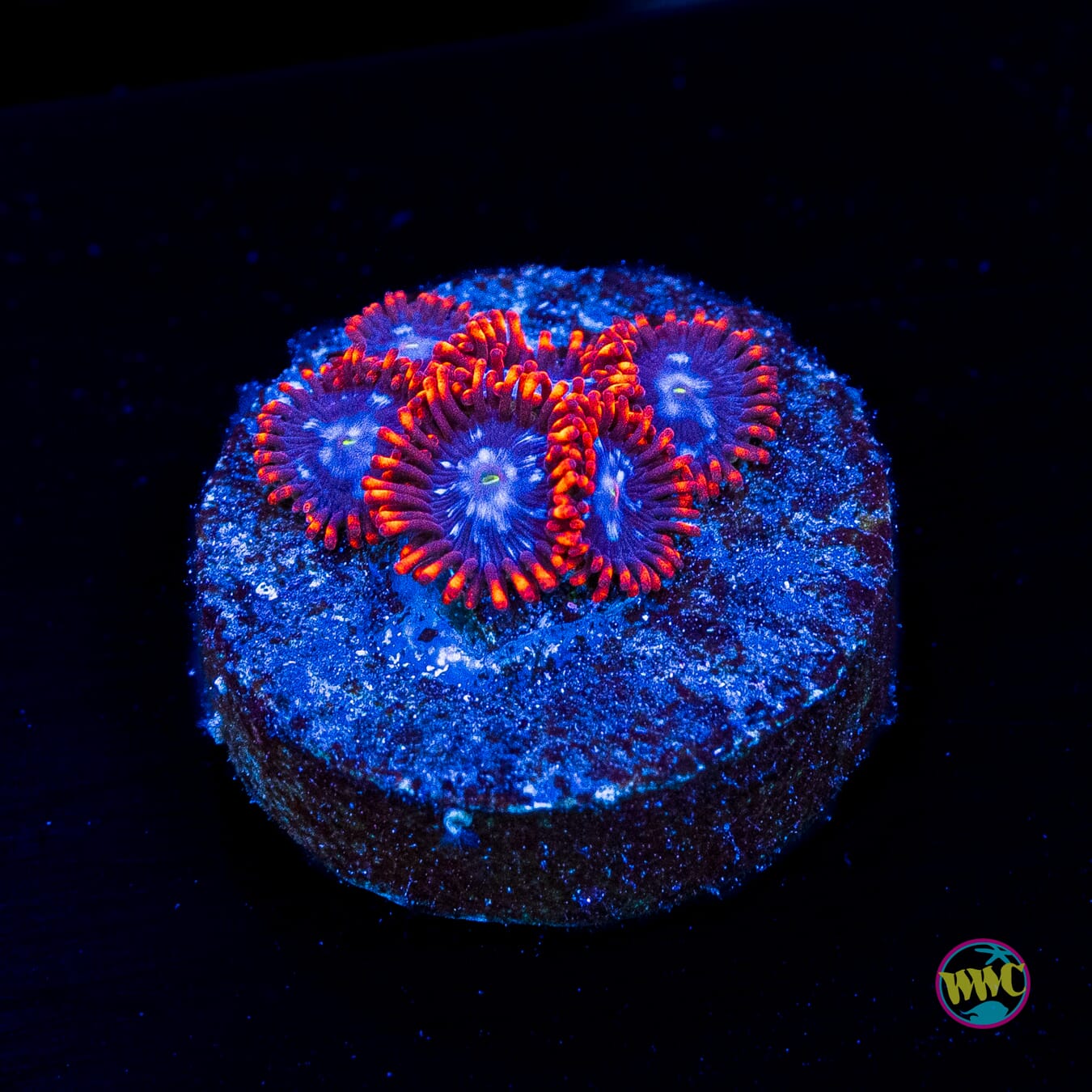 Fire and Ice Zoanthids - Actinic Photo