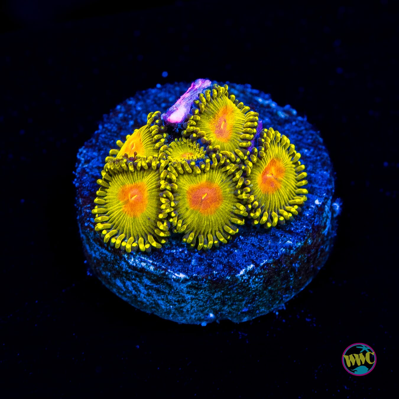 WWC Golden Gods Zoanthids - Actinic Photo