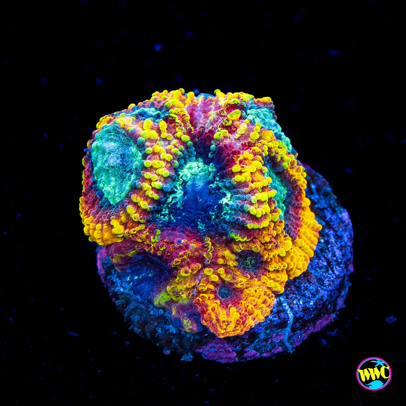 Favia of the Gods - Actinic Photo