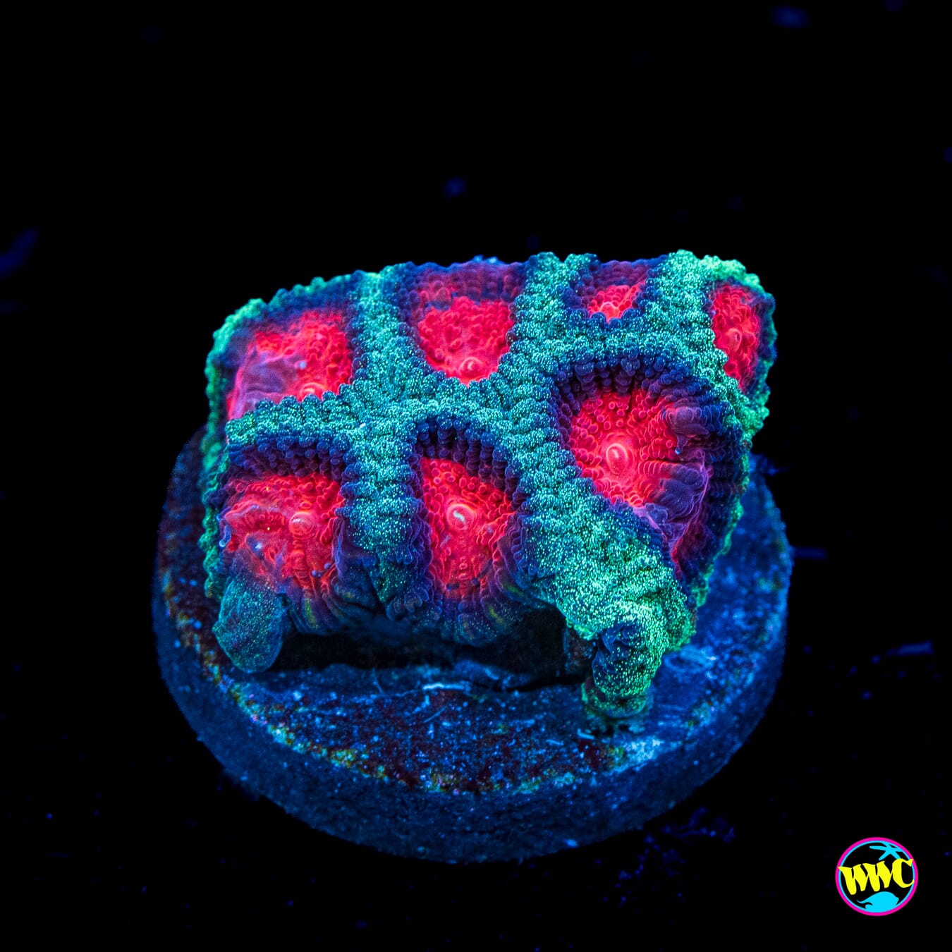 Demon Eye Favia - Actinic Photo