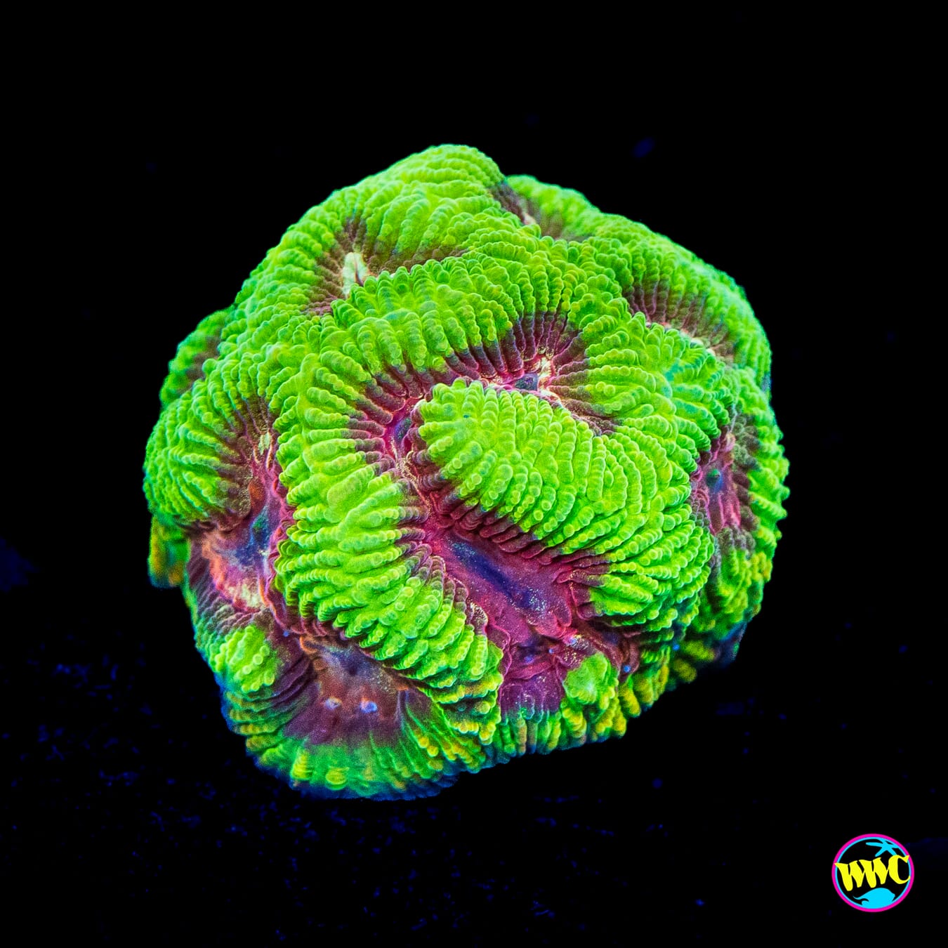 WWC Brimstone Platygyra - Actinic Photo