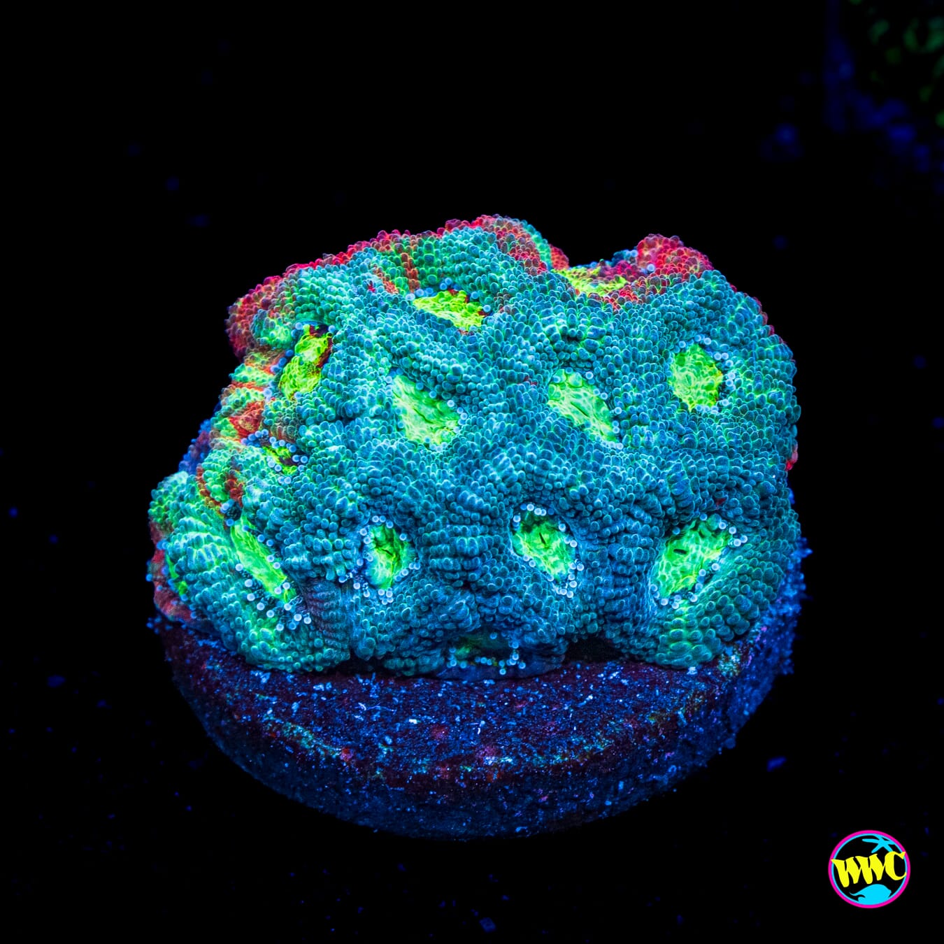 Tidal Master Micromussa - Actinic Photo