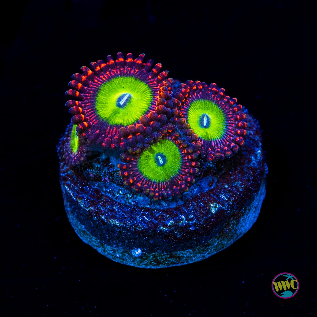 Candy Apple Red Zoanthids - Actinic Photo