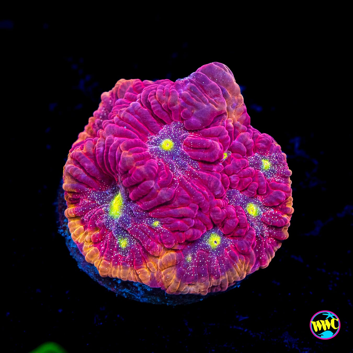 WWC Blood Diamond Favites - Actinic Photo