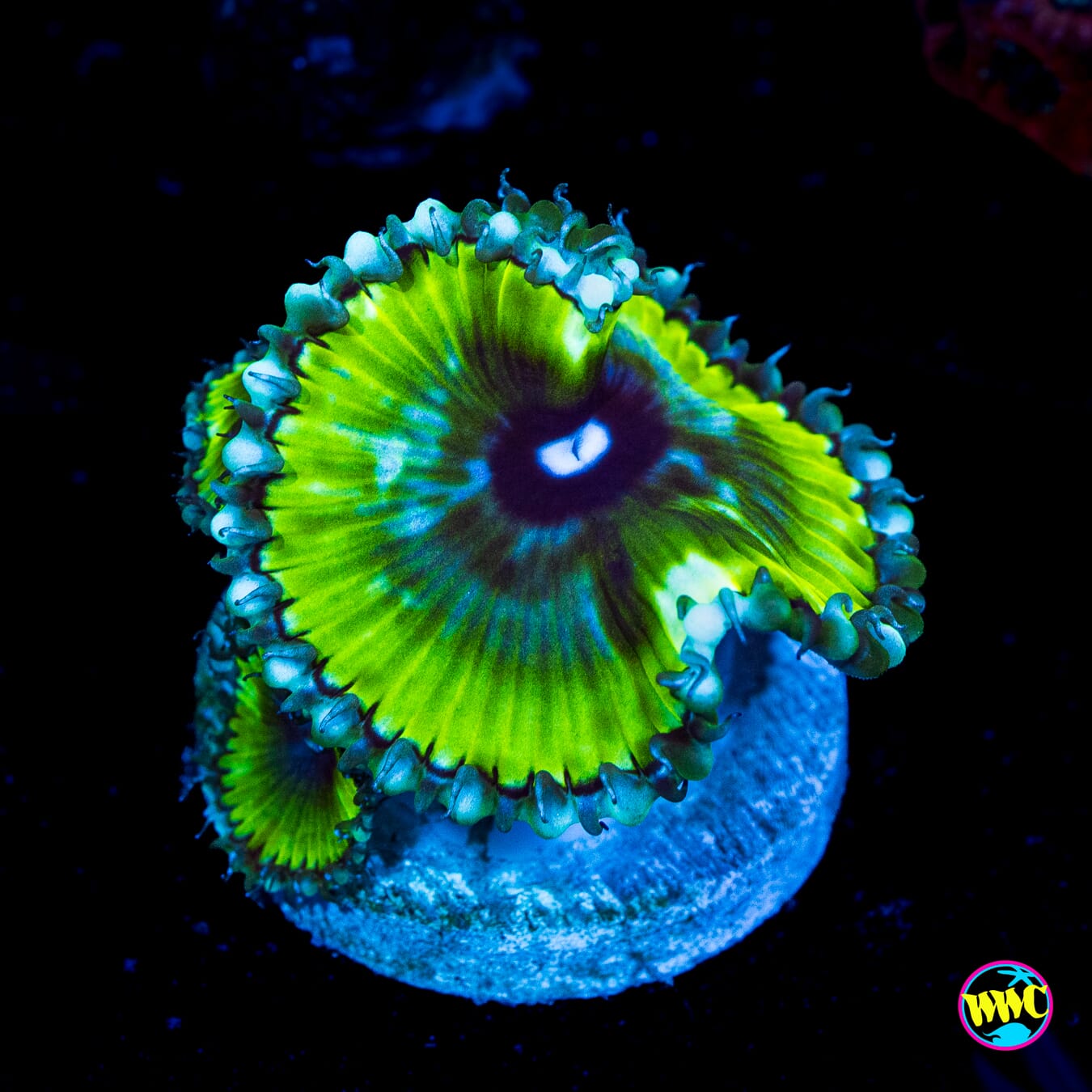 WWC Emerald Grandis Palythoa - Actinic Photo