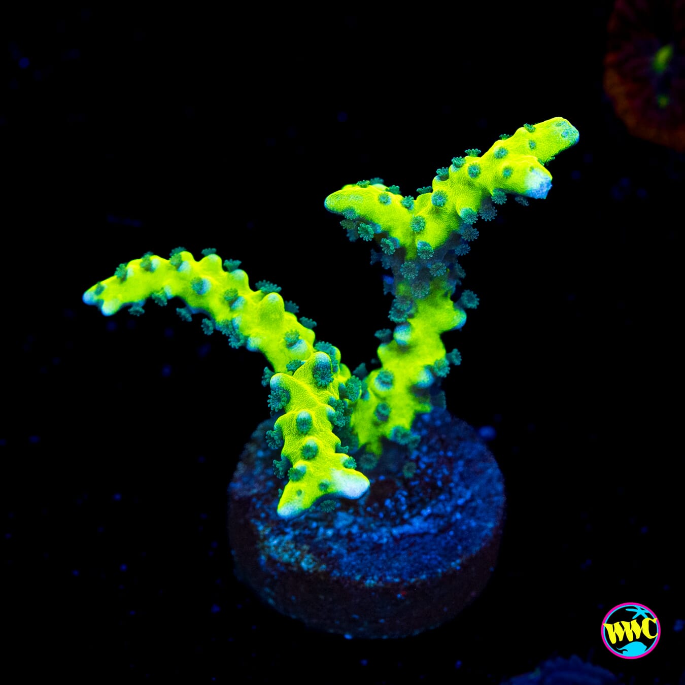 WWC Banana Hammock Anacropora - Actinic Photo