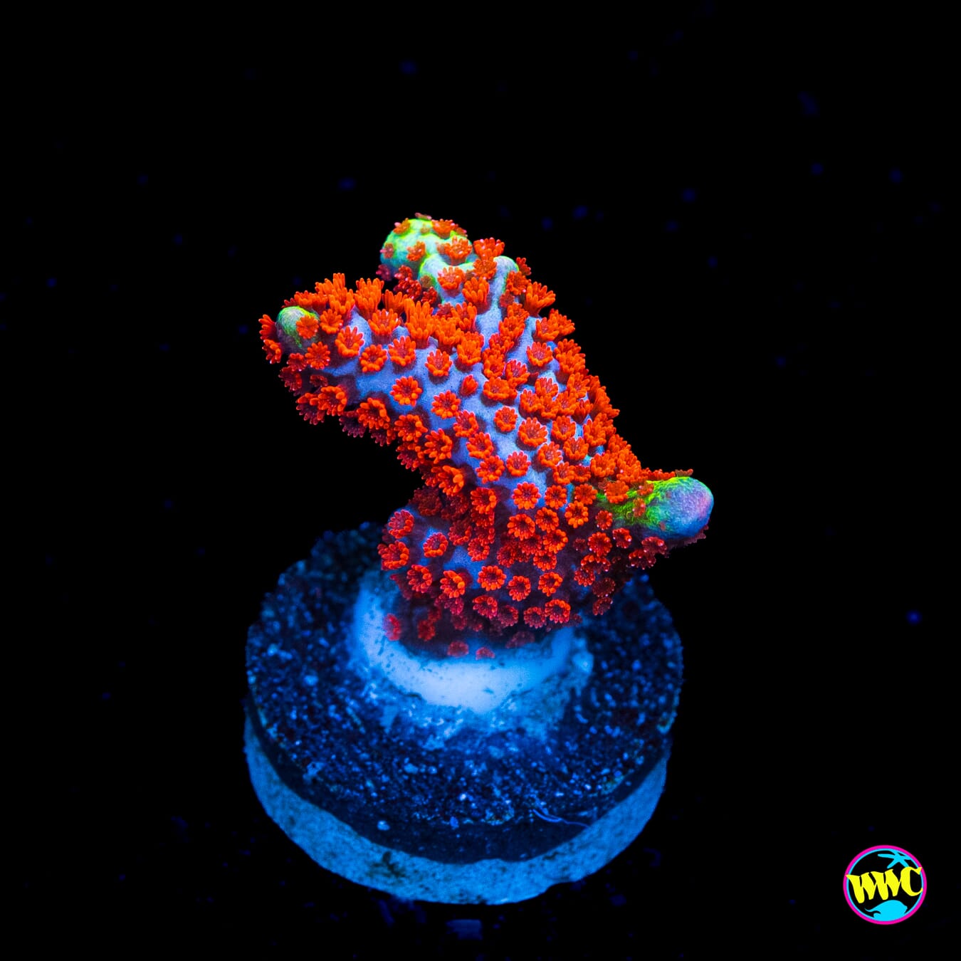 Bubblegum Digitata Montipora - Actinic Photo