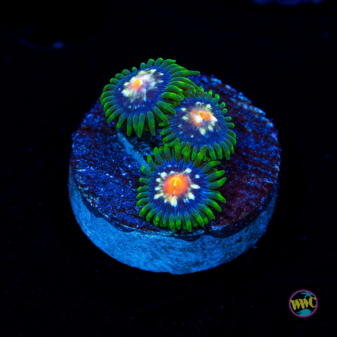 Jason Fox Stargazer Zoanthids - Actinic Photo